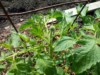 wixom grower ( The Polish Hammer)