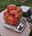 WR Tomato on the scale